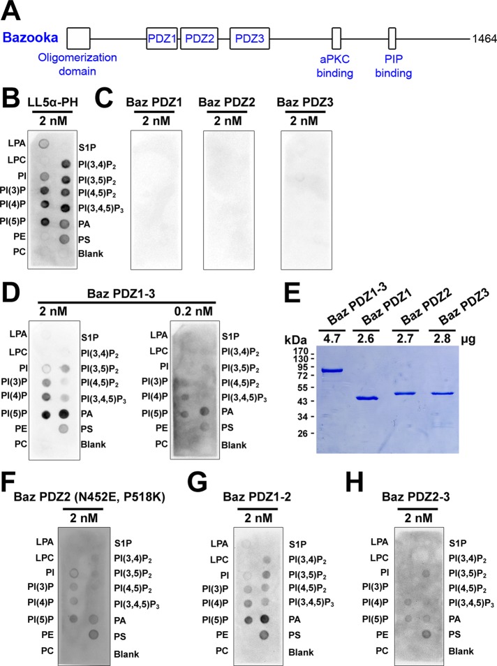 FIGURE 1: