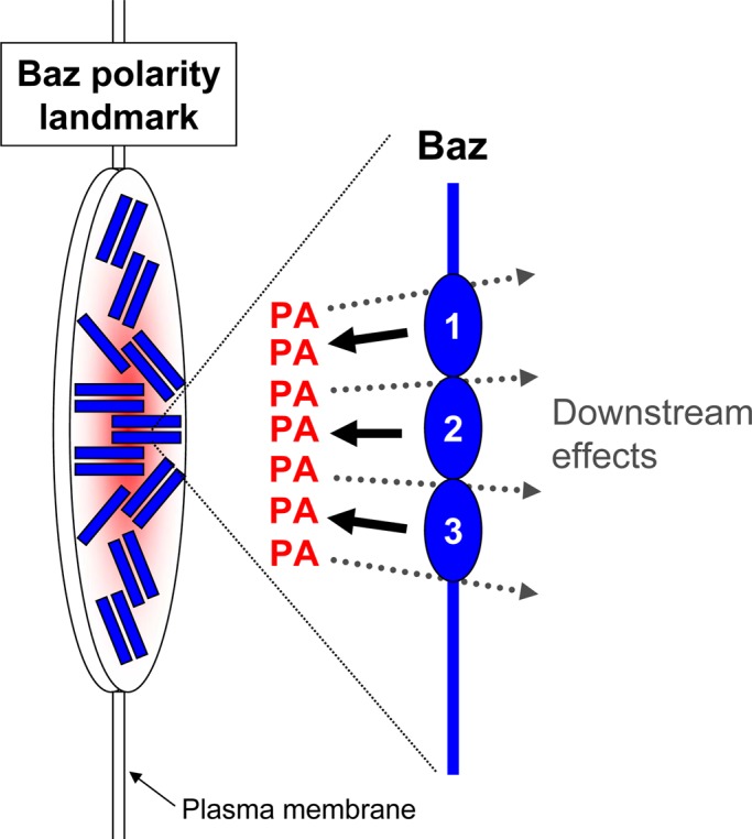 FIGURE 6: