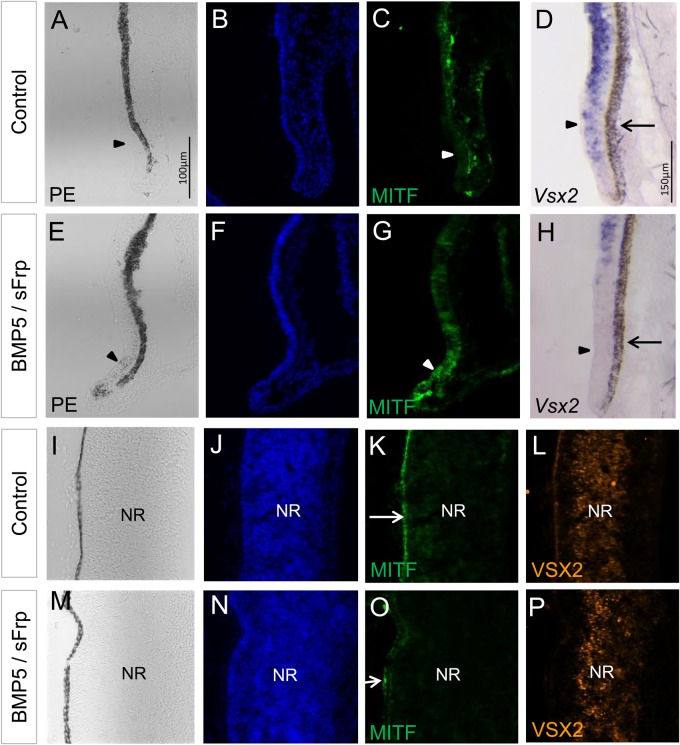 Fig. 7.