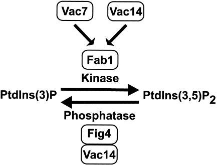 Figure 11.