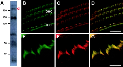 Figure  6