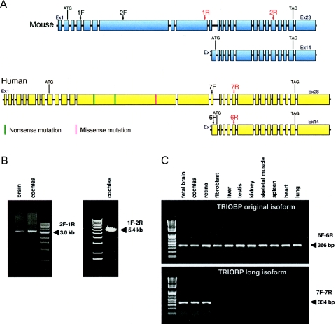 Figure  2