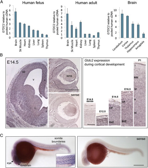 Figure 2