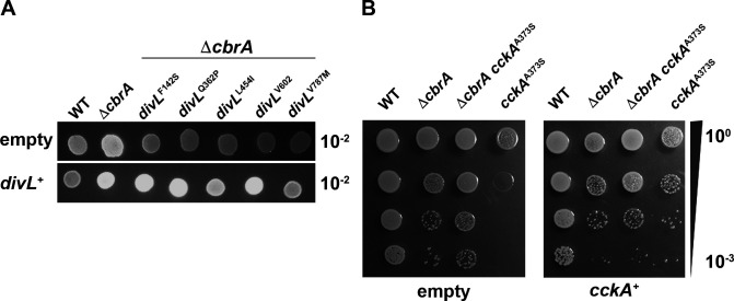 Fig 10