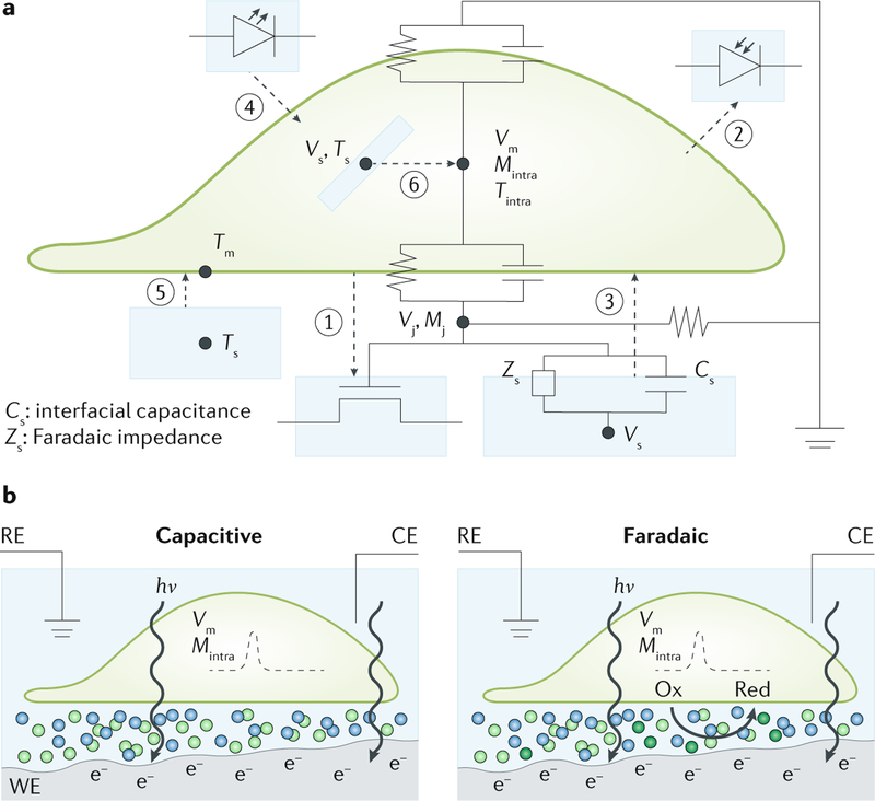 Fig. 5 |