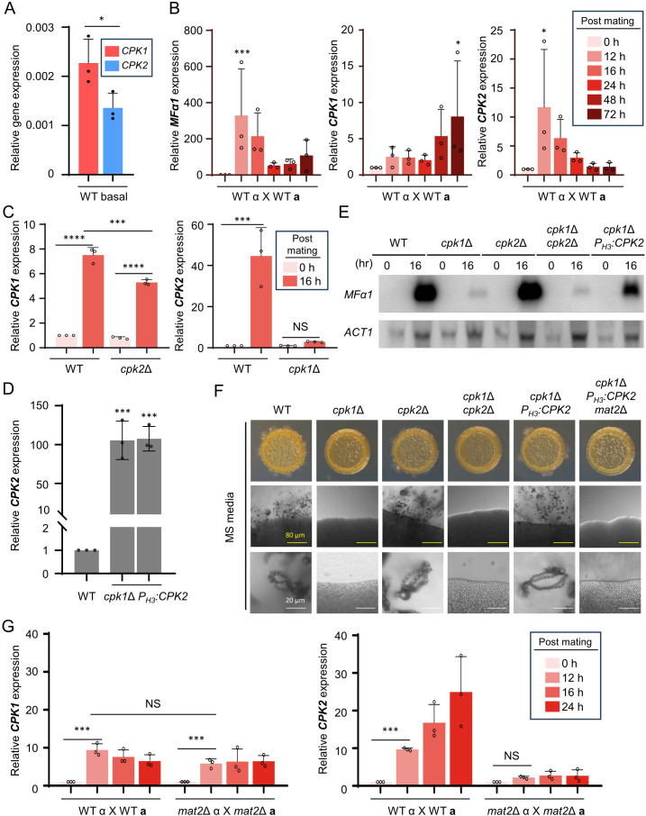 CPK1 versus CPK2 basal expression; MFα1, CPK1, CPK2 expression, over time; CPK2 expression in cpk1 knockout versus WT; CPK2 overexpression was validated; MFα1 expression in CPK1,2 knockout mutants; Colony morphology; CPK1,2 expression in mat2 knockout.