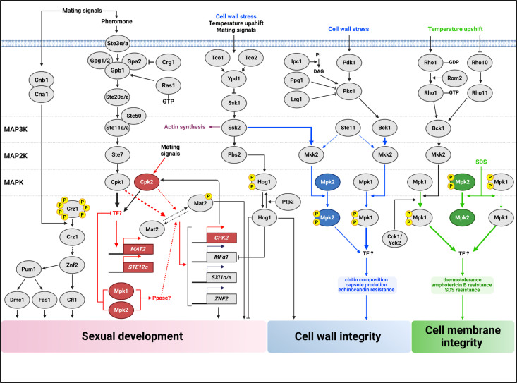 Two interconnected signaling pathways in C. neoformans: pheromone-responsive pathway for mating, Mpk2-dependent stress response for cell wall integrity with Mpk1 as the key, and the Mpk1-only pathway for cell membrane integrity are illustrated.