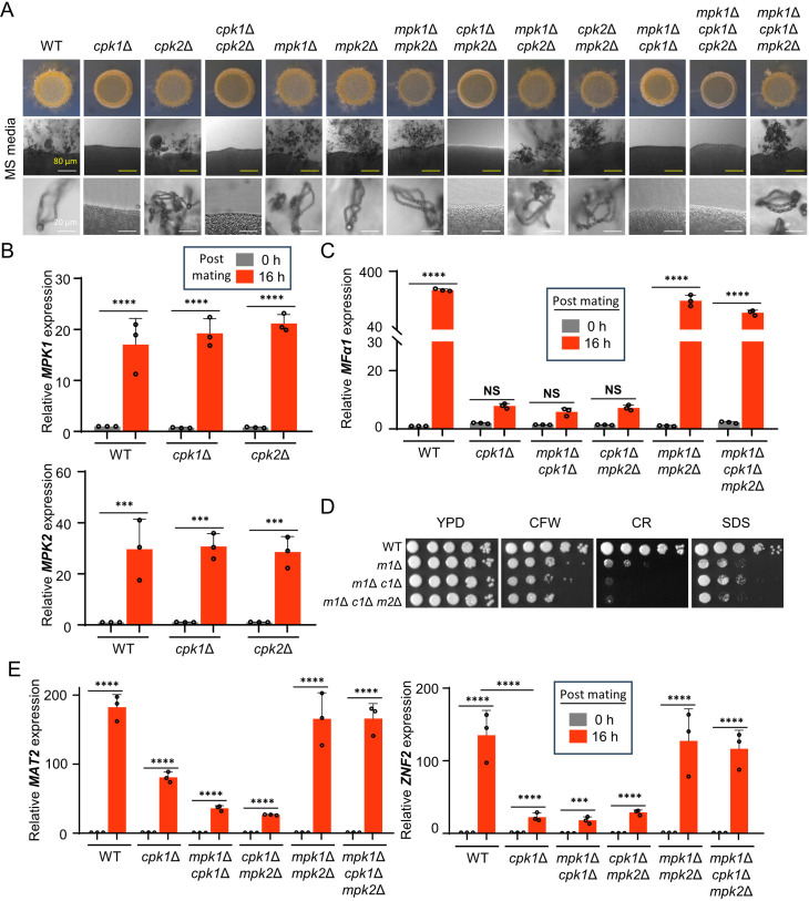 Colony morphology, filamentation, and spore formation and appearance under YPD, CFW, CR, and SDS of WT and mutants; Expression of MPK1/2 levels in WT, cpk1 delta, and cpk2 delta; and MFα1, MAT2, and ZNF2 levels in WT and cpk1 mutants are featured.