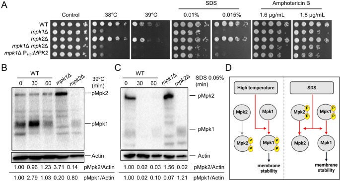 Colony morphology of WT and MPK1,2 mutants at high temperature, SDS, amphotericin B; pMpk1 and pMpk2 in WT after exposure to high temperature or SDS; regulation of membrane stability with MPK1 and MPK2 are featured.