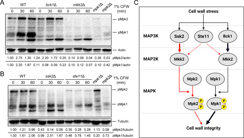 Levels of phosphorylated Mpk1 and Mpk2, along with total protein levels for normalization and regulatory pathway for Mpk1 and Mpk2 in maintaining cell wall integrity with involvement of other proteins like Mkk2, Ssk2, and Ste11, are illustrated.