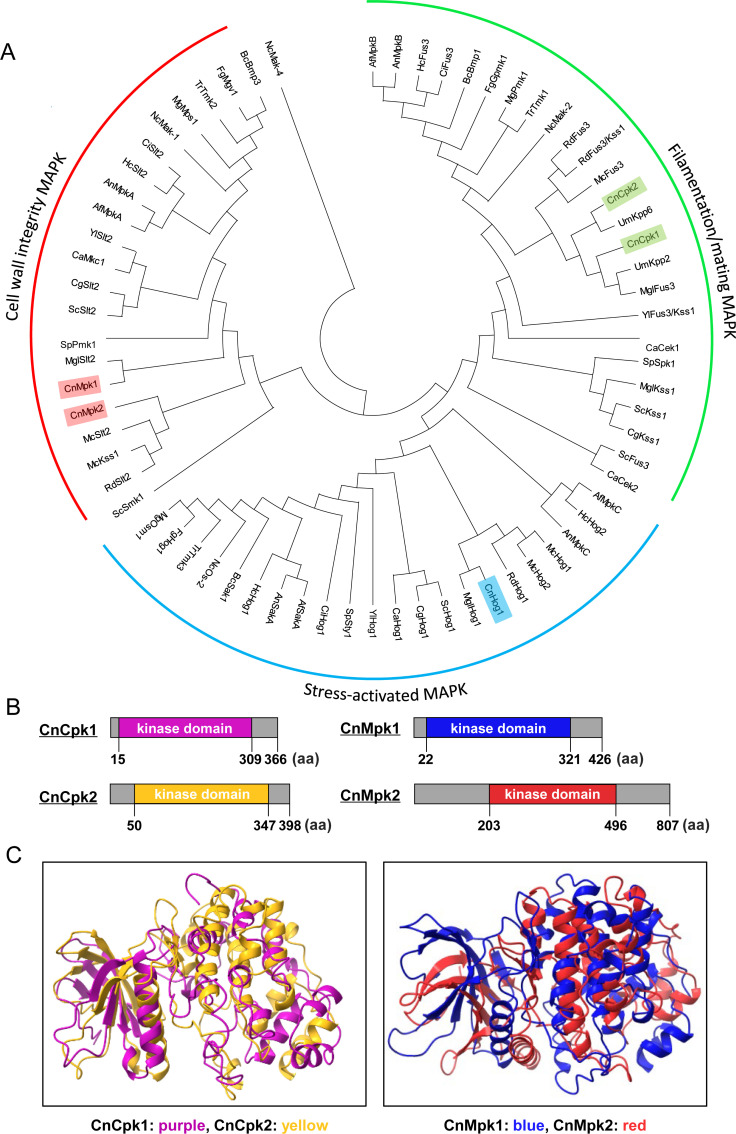 A branching tree features how MAPK proteins in 19 model fungi are related. Colored 3D structures depict predicted shapes of Cpk1, Cpk2, Mpk1, and Mpk2 proteins in Cryptococcus neoformans, highlighting their key functional regions using AlphaFold2.