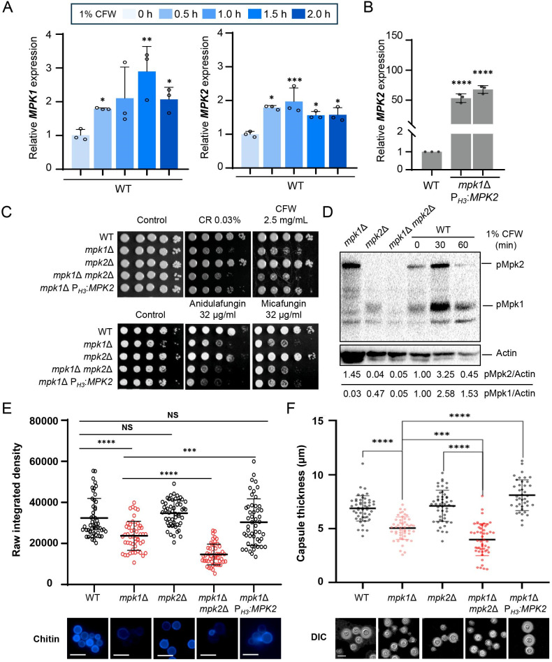 Graphs plot MPK1 and MPK2 expression in WT; MPK2 expression in WT and mpk1delta PH3:MPK2; Colony morphology with cell wall stress agents and caspofungins, Mpk1/2 protein levels, chitin content, and capsule thickness of mpk1 mutants, PH3:MPK2 are featured.