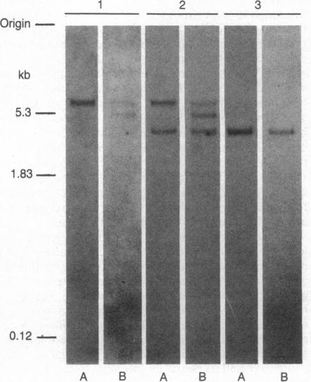 graphic file with name pnas00346-0188-a.jpg