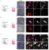 Extended data figure 4