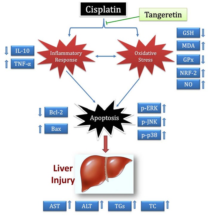 Fig 8