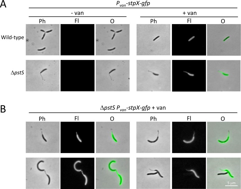 Fig 11