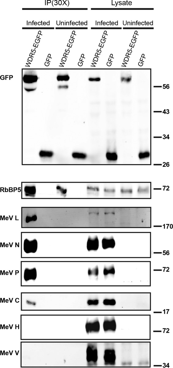 FIG 5