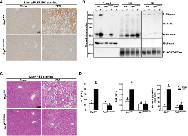 Figure 2