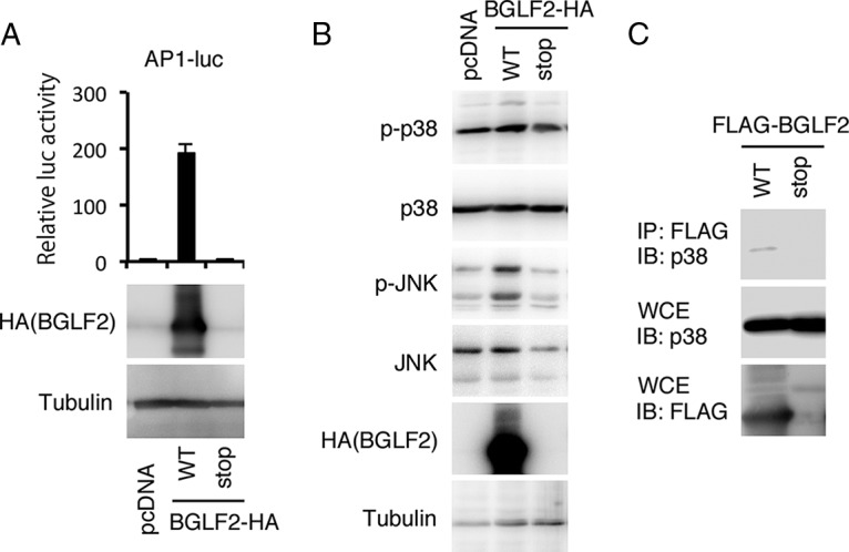 FIG 2 