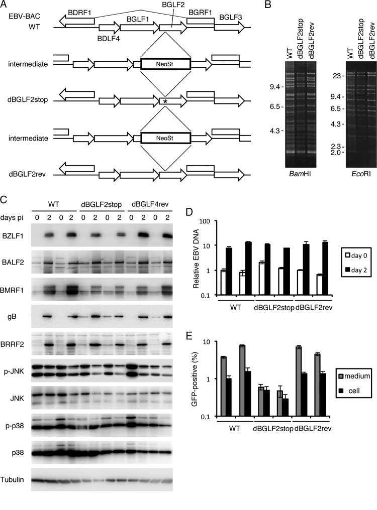 FIG 3 