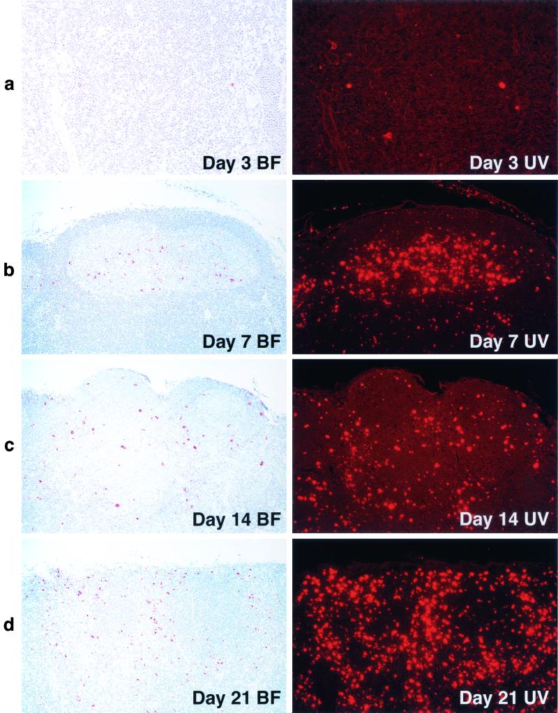 FIG. 6.