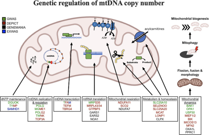 Figure 5.