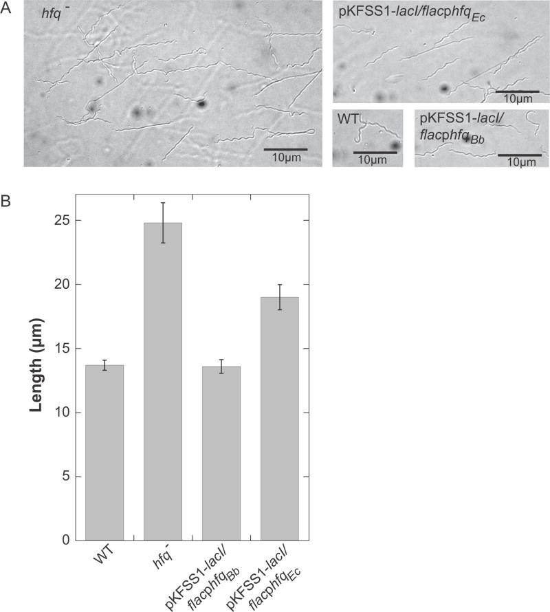 Fig. 8