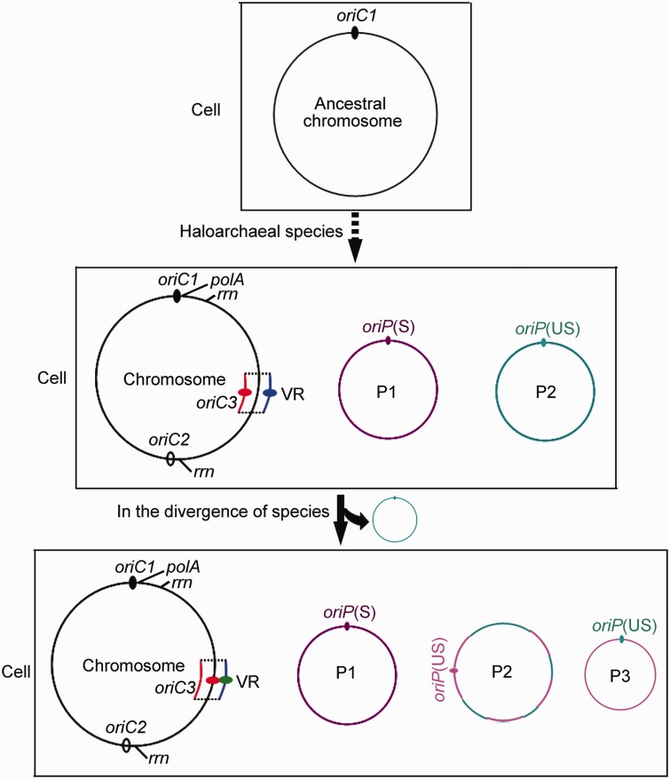 Fig. 6.—