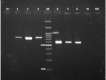 Figure 6
