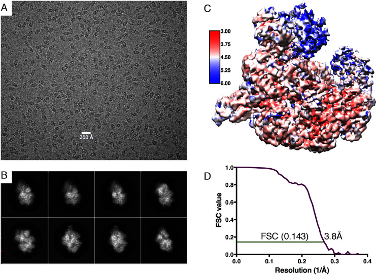 Figure 1—figure supplement 1.