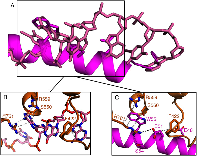 Figure 2—figure supplement 2.