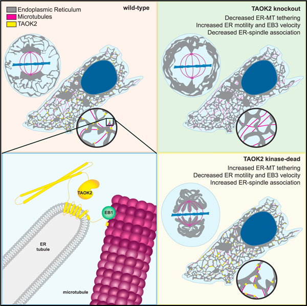 graphic file with name nihms-1759781-f0001.jpg