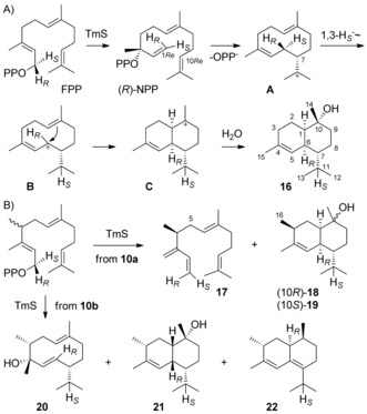 Scheme 4