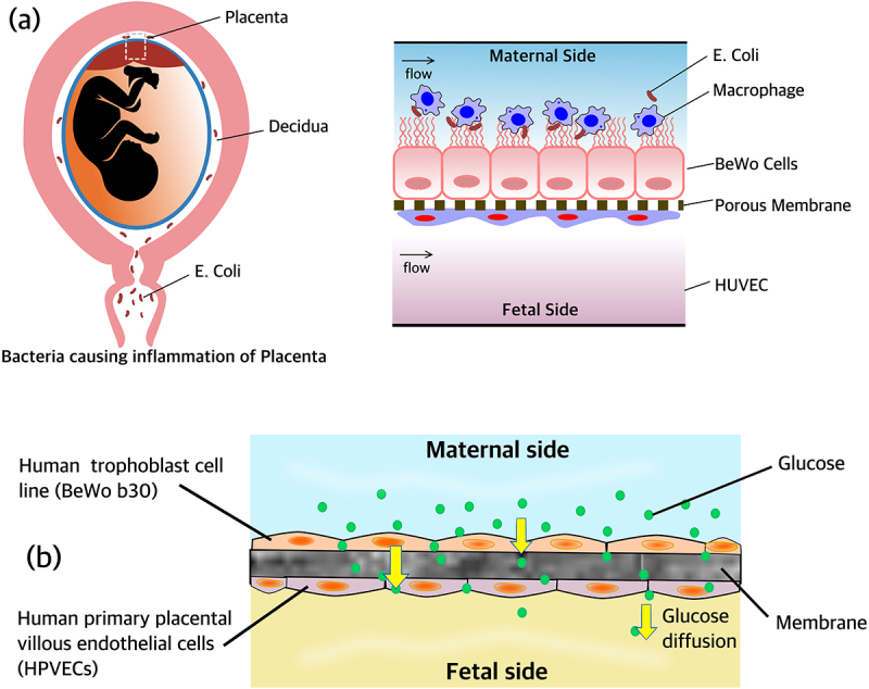 Figure 11.