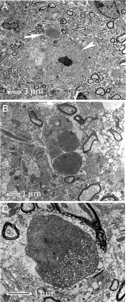 Fig. 5.