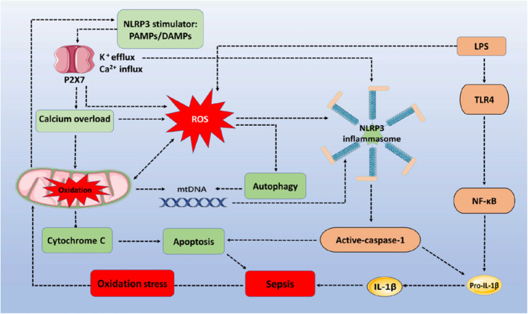 FIGURE 1