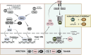 Fig 10
