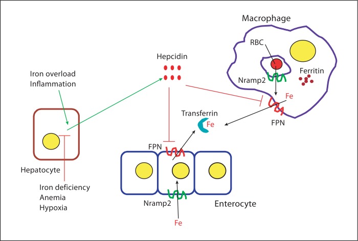 Fig. 1