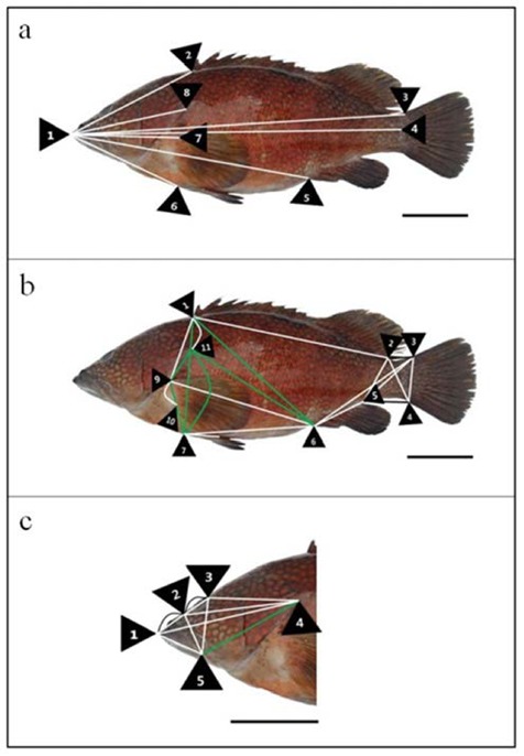 Fig. 2