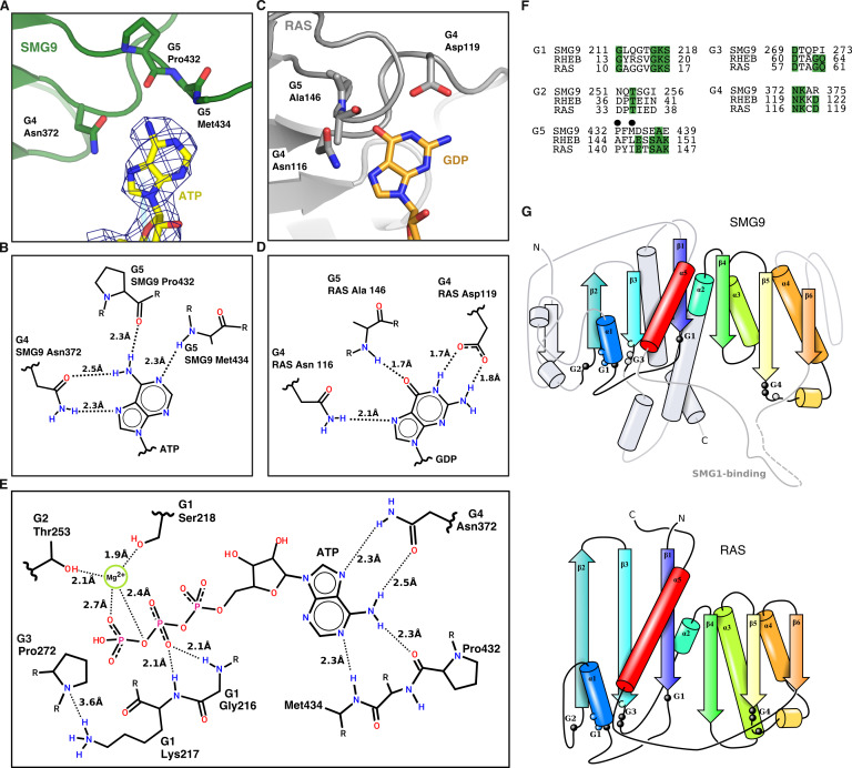 Figure 1—figure supplement 4.