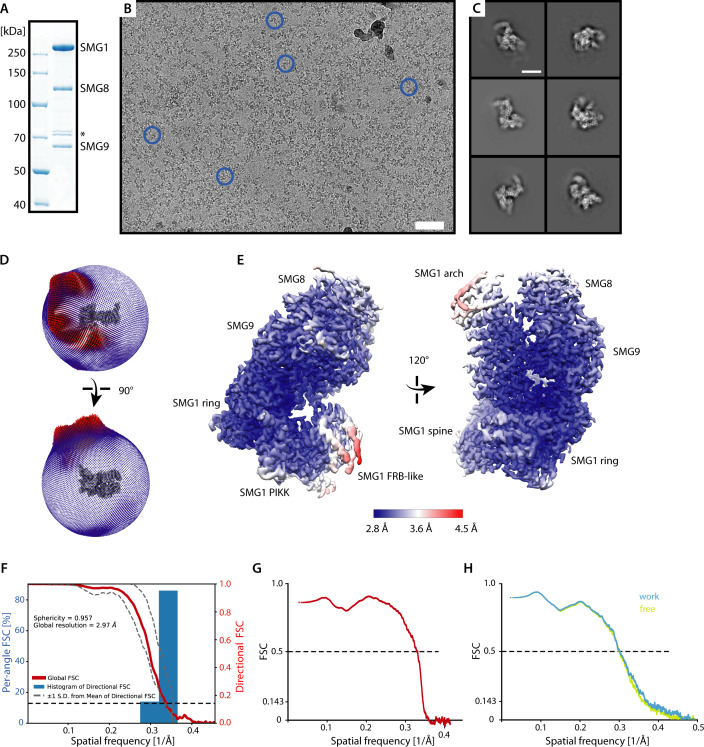 Figure 1—figure supplement 2.