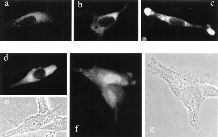 FIG. 7