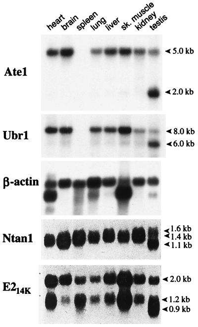 FIG. 8