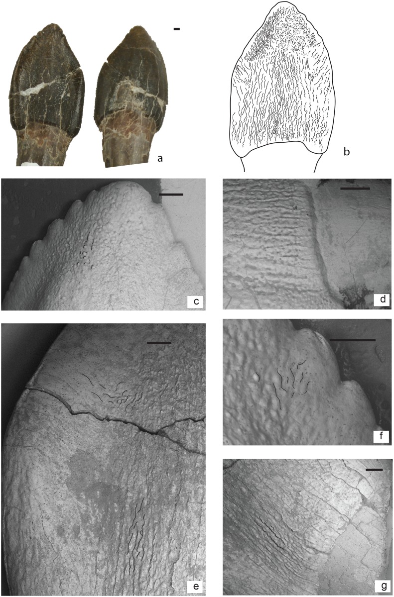 Fig 6