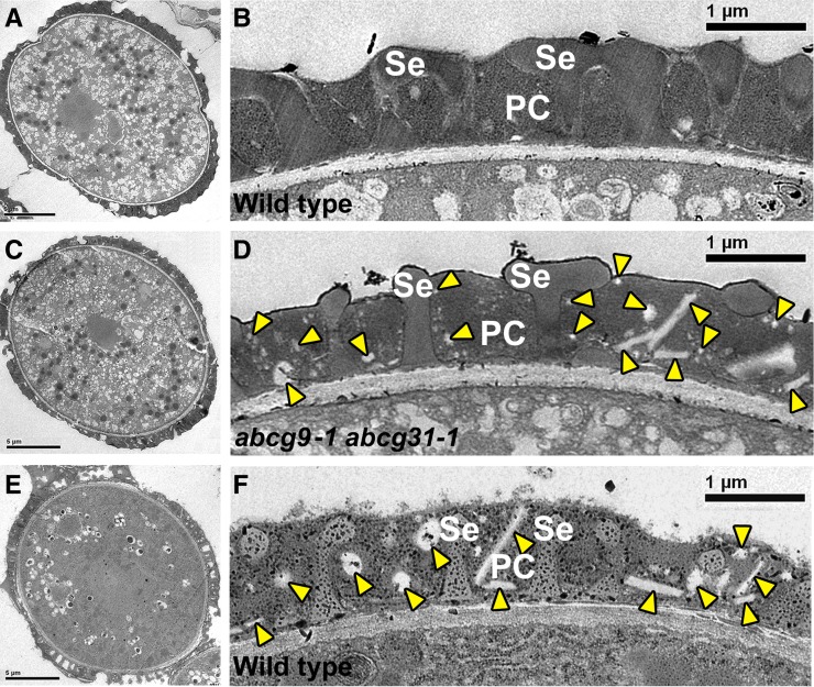 Figure 6.