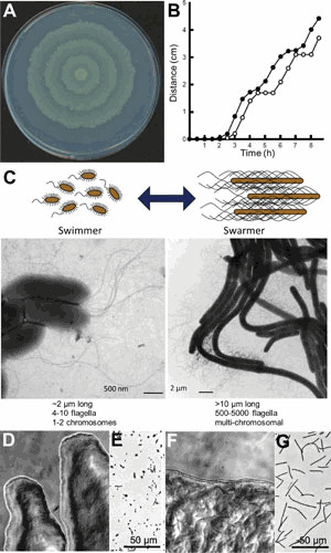 Figure 31