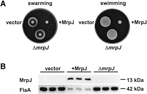 Figure 28