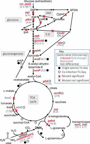 Figure 35