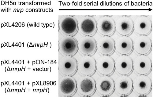 Figure 23