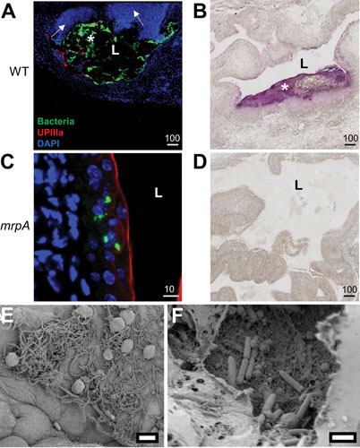 Figure 25